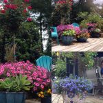 Collage of Flower Pots