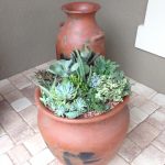 Clay Pot with Succulents