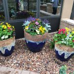 Flowers in blue planters.