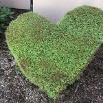 Grass section shaped into a heart.