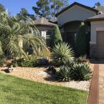 Garden with palm and cactus