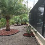 New plants and trees on side of pool