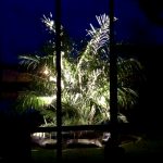 Lights Sugar Palm